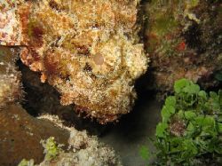 Picture taken on in less than 20 feet with canon s500 wit... by Eric Beckley 